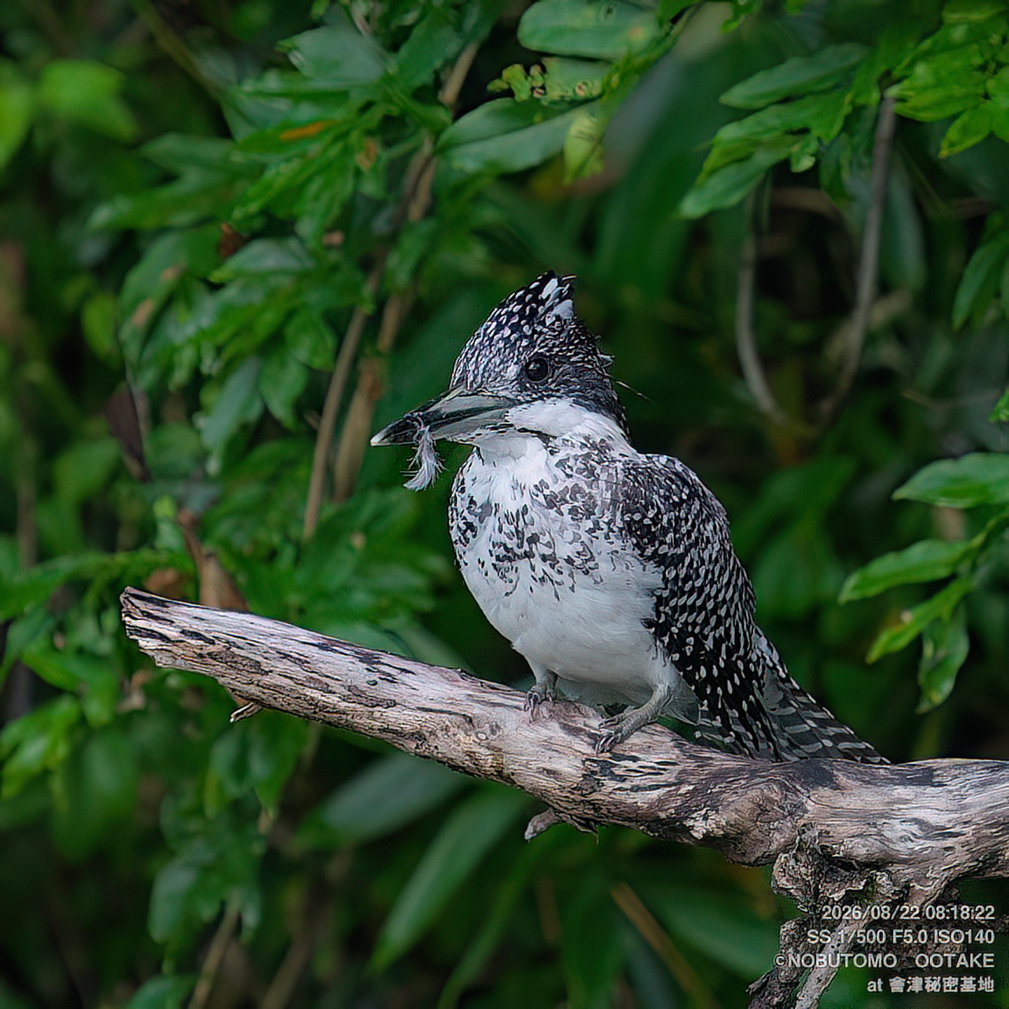 Crested Kingfisher