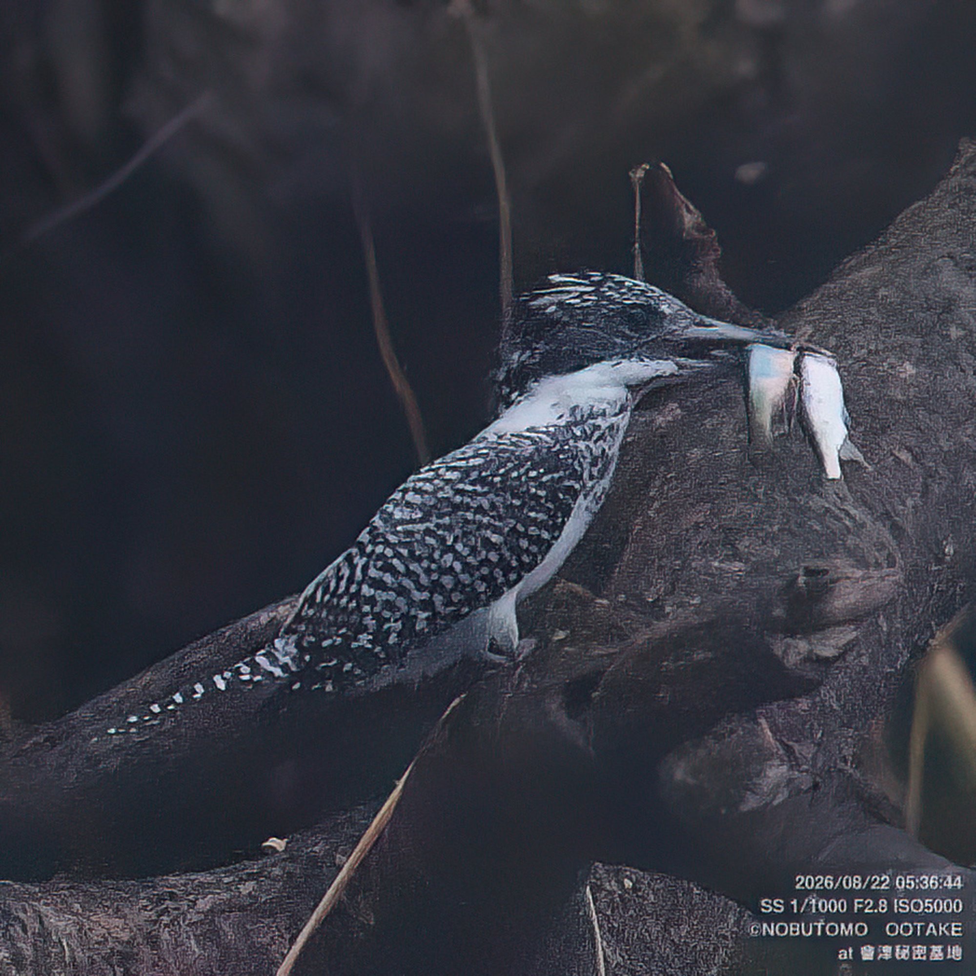Crested Kingfisher