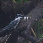 8/22のヤマセミ撮影基地レポート メス成鳥が飛来