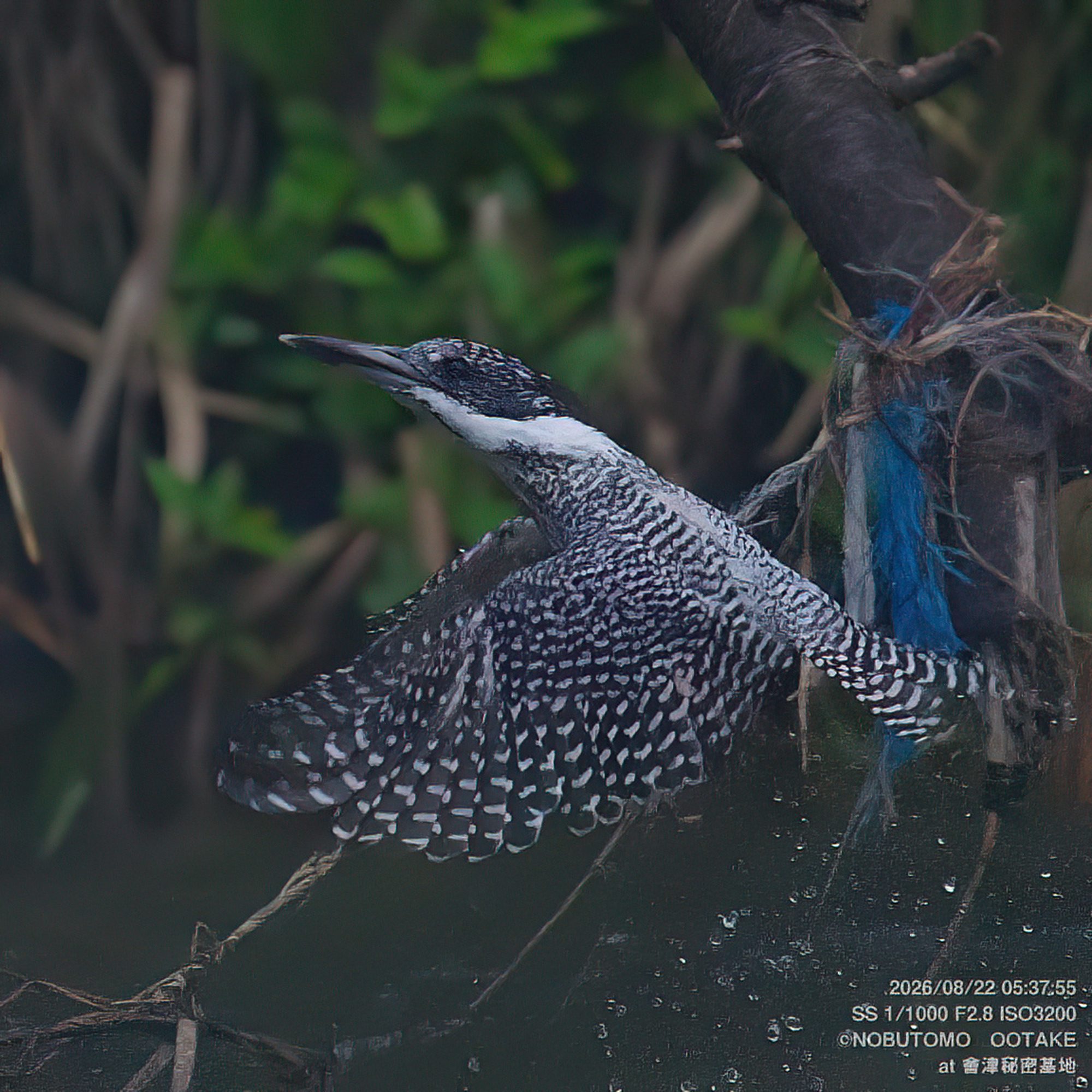 Crested Kingfisher