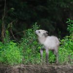 【9/1レポート】飛来が減った理由と反省|会津ヤマセミ基地
