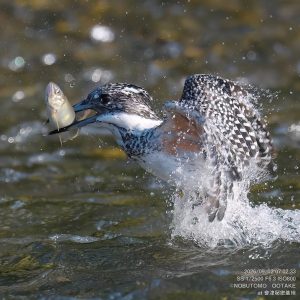 ヤマセミ アユ ハンティング 飛翔 会津秘密基地