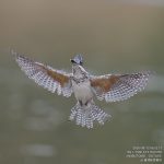 【9/12レポート】レギュラーのメス成鳥が復活|会津ヤマセミ基地