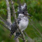 【9/13レポート】メス幼鳥の飛来、獣除け花火のアンラッキー|会津ヤマセミ基地