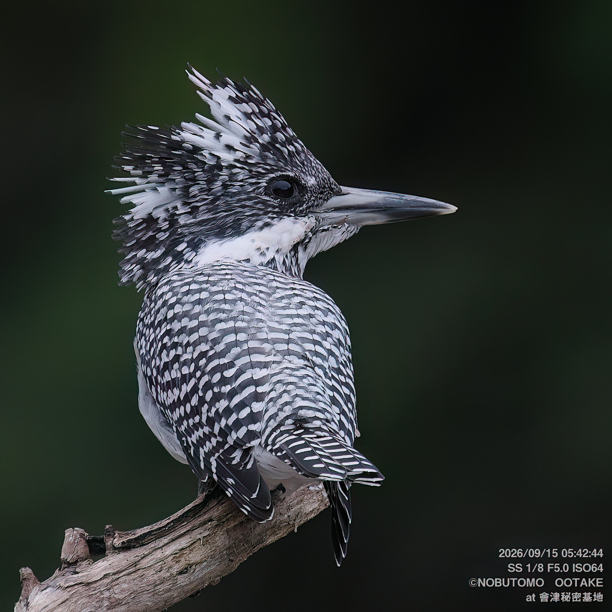 Crested Kingfisher, Aizu Secret Base, September 15 2026