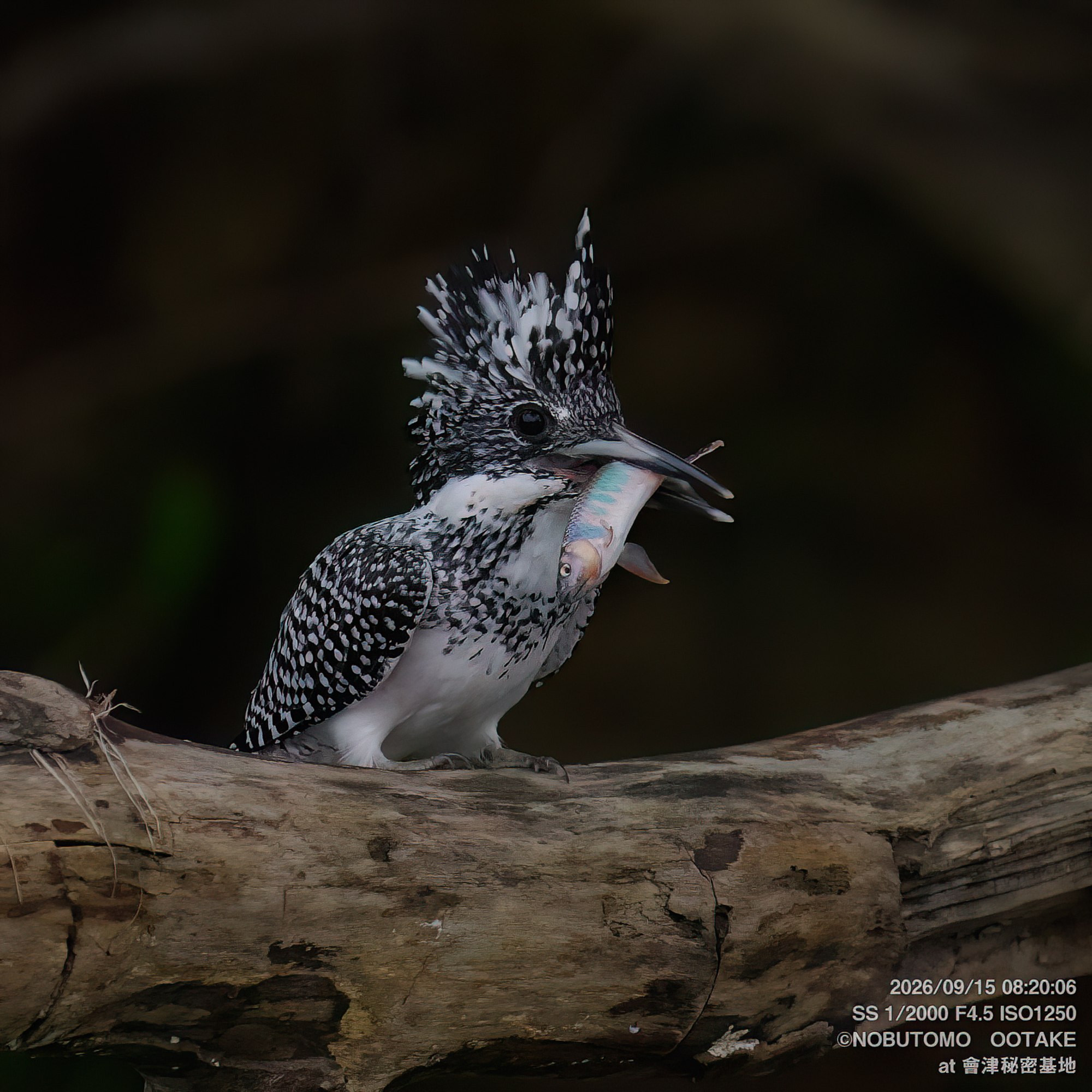 Crested Kingfisher, Aizu Secret Base, September 15 2026