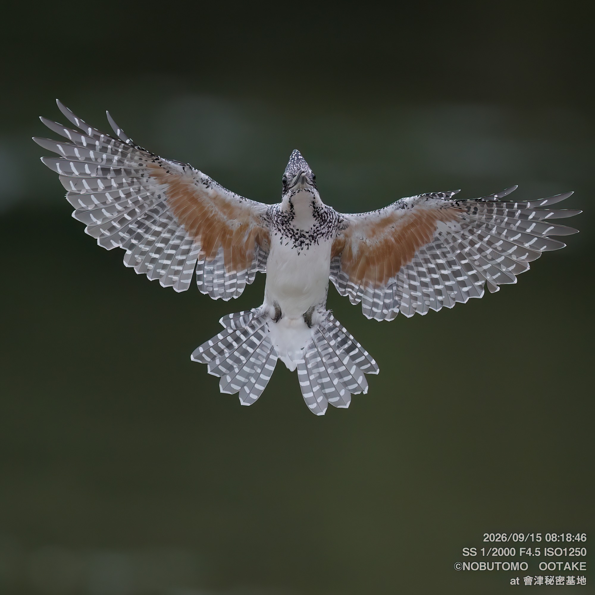 Crested Kingfisher, Aizu Secret Base, September 15 2026
