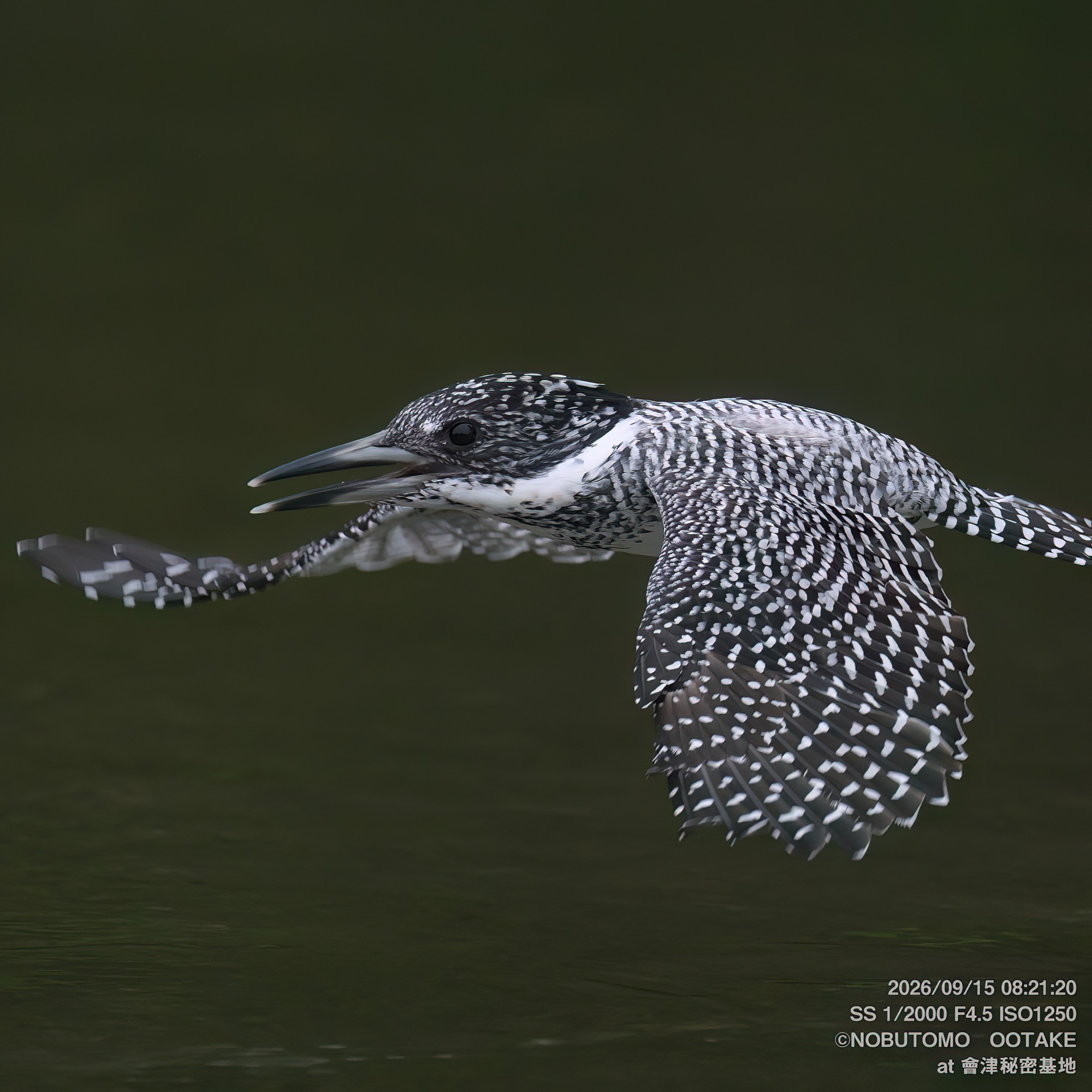 Crested Kingfisher, Aizu Secret Base, September 15 2026