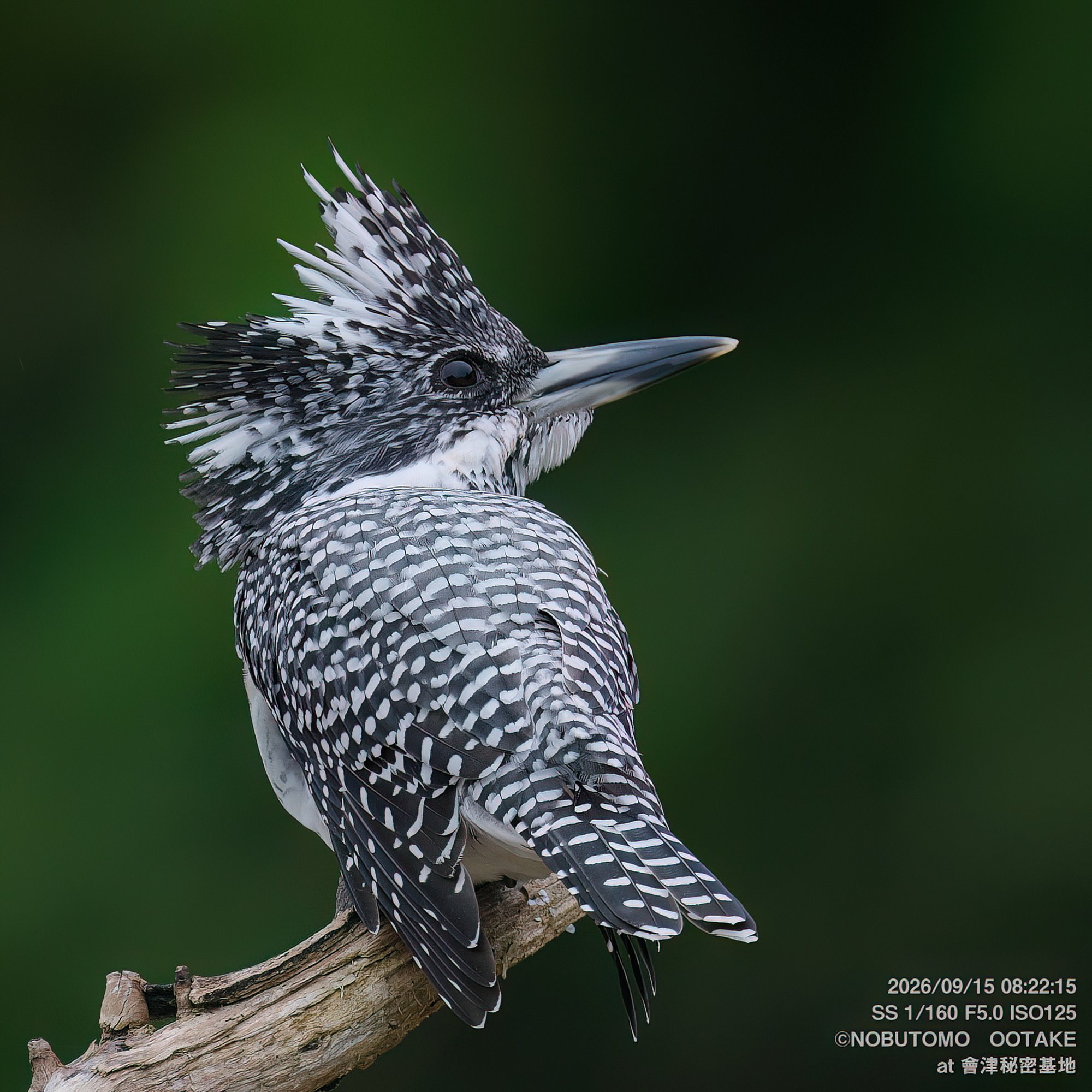 Crested Kingfisher, Aizu Secret Base, September 15 2026