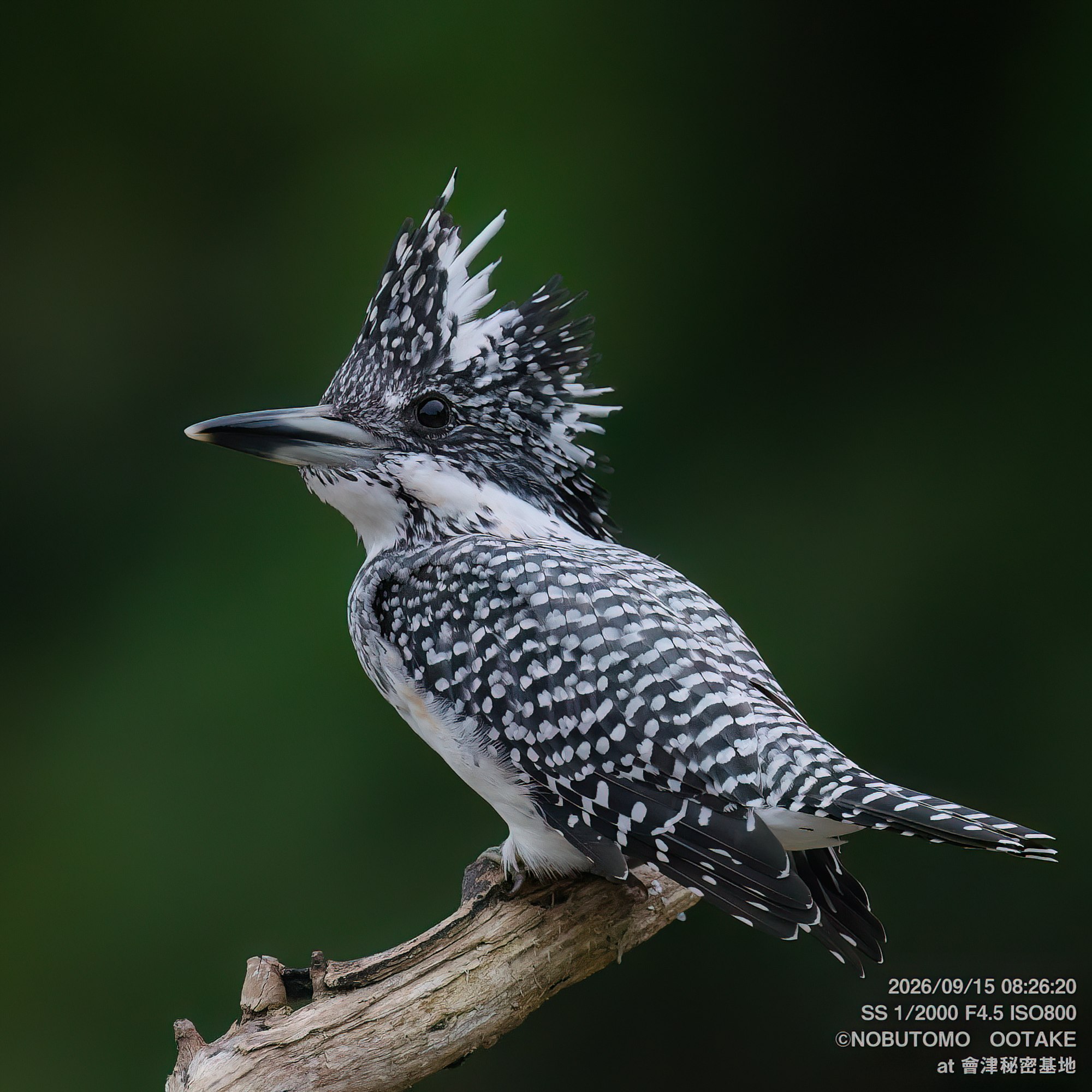 Crested Kingfisher, Aizu Secret Base, September 15 2026