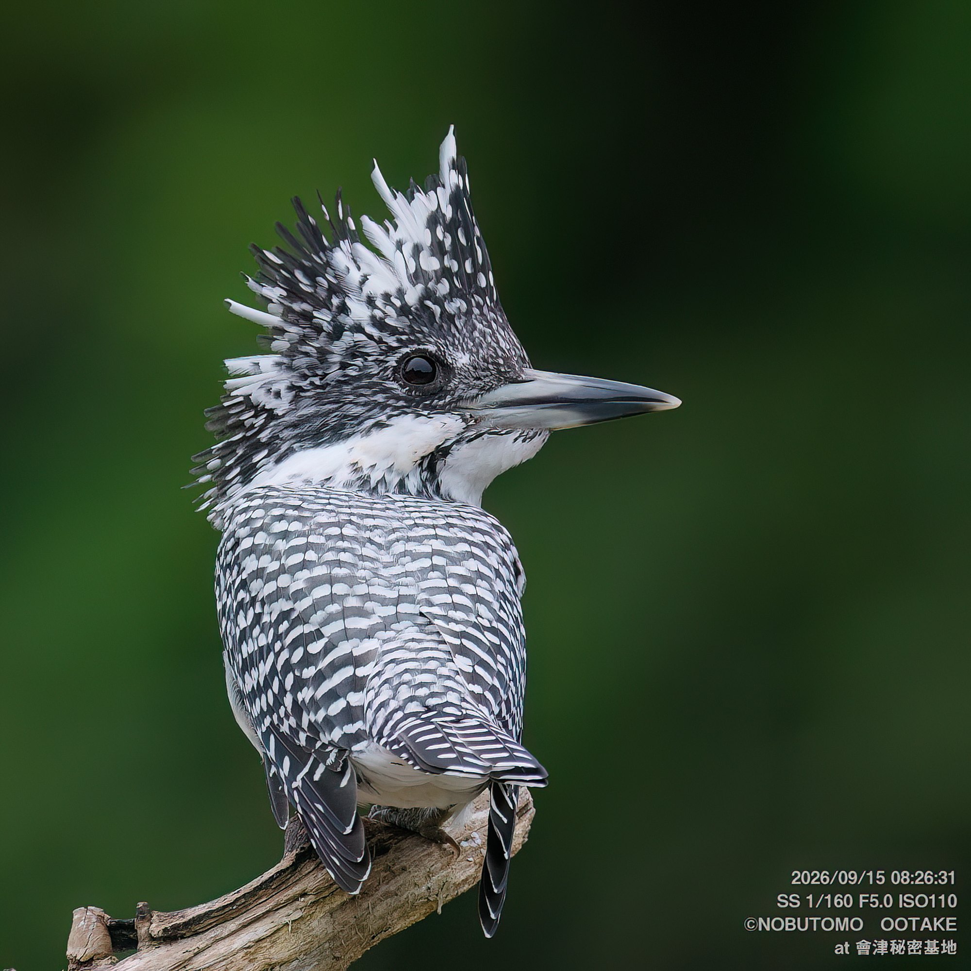 Crested Kingfisher, Aizu Secret Base, September 15 2026