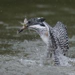 【9/15レポート】メス幼鳥の飛来、婚姻色オイカワのラストチャンス|会津ヤマセミ基地