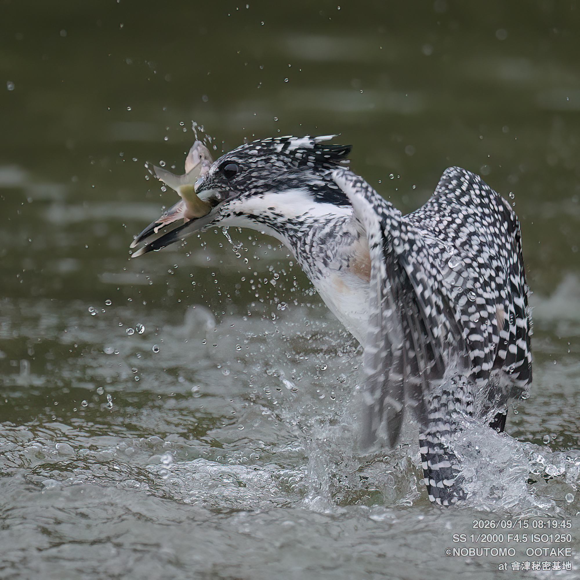 Crested Kingfisher, Aizu Secret Base, September 15 2026