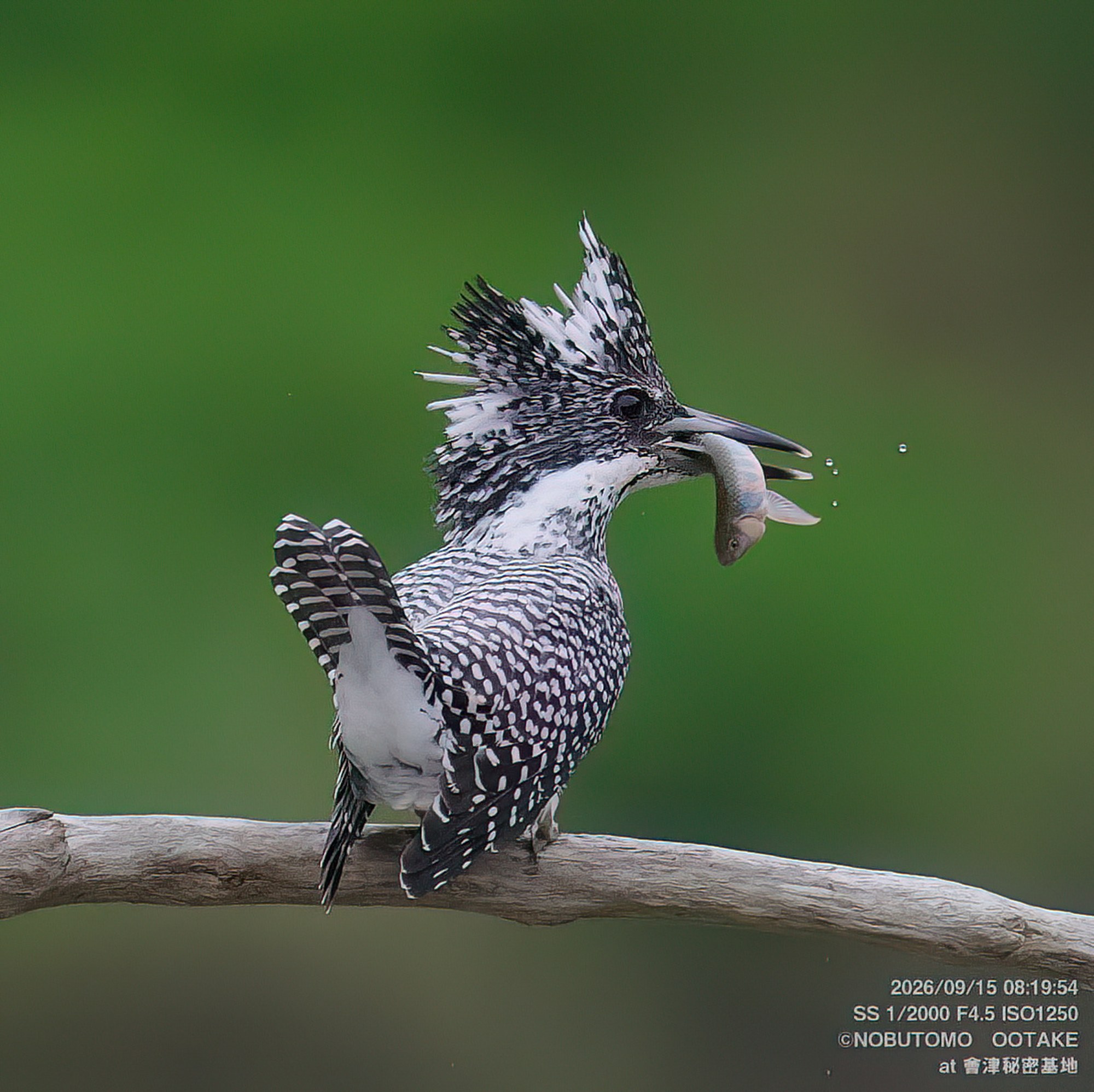 Crested Kingfisher, Aizu Secret Base, September 15 2026