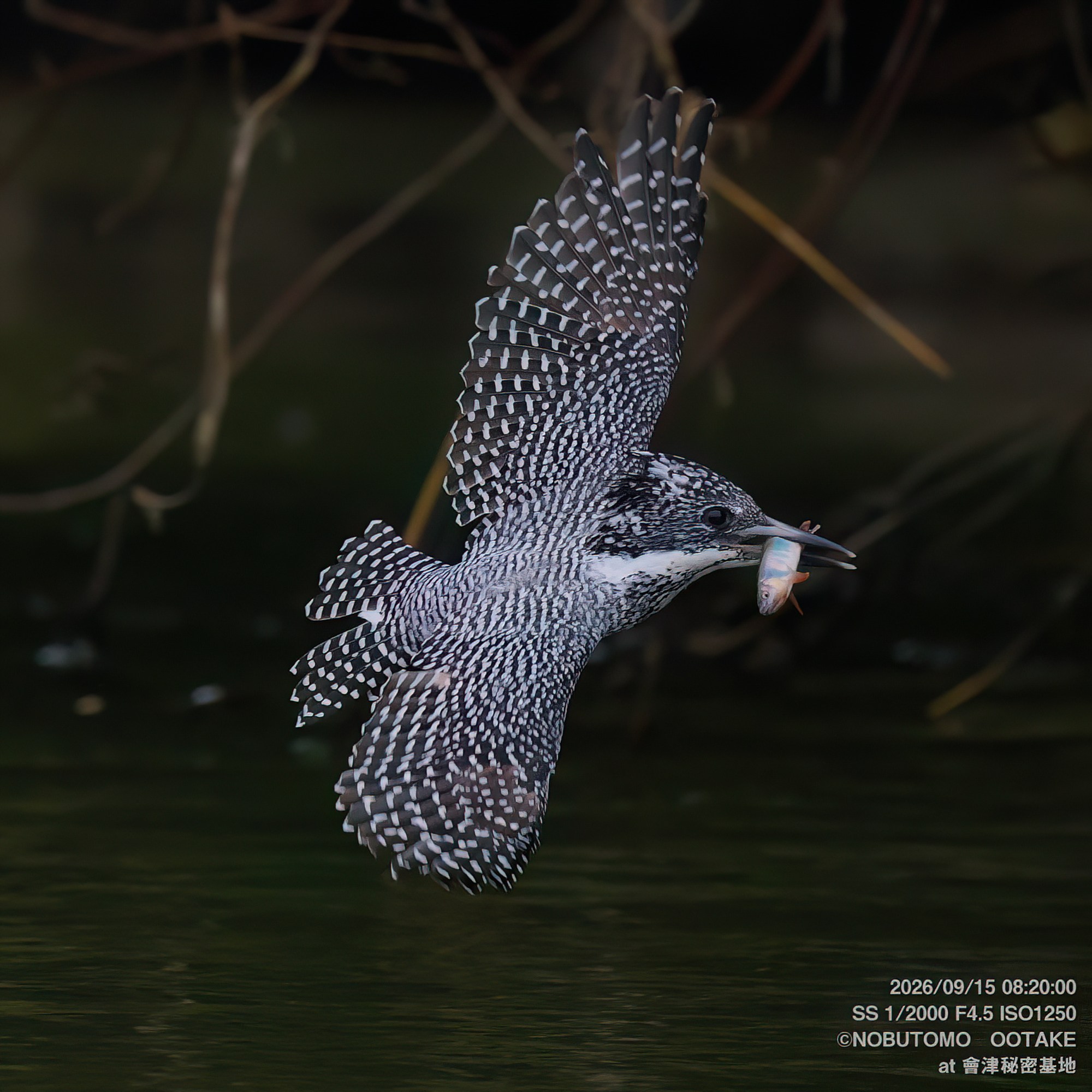 Crested Kingfisher, Aizu Secret Base, September 15 2026