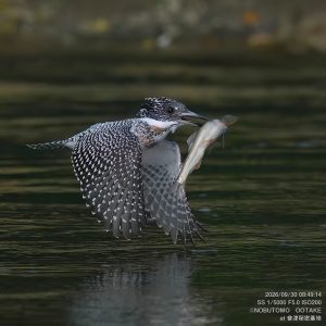 ヤマセミ 会津秘密基地 オオタケカメラ