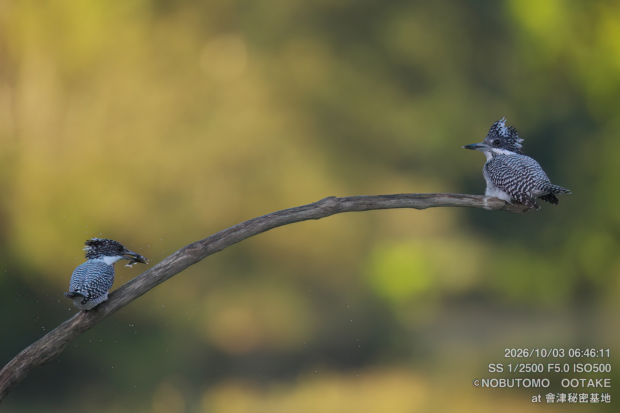 ヤマセミ オス ハンティング 会津秘密基地 オオタケカメラ