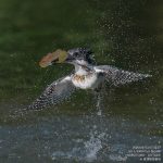 【10/3レポート】黄金色の朝日とヤマセミ、二重に恵まれた一日｜会津ヤマセミ基地