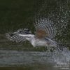 ヤマセミ メス 会津秘密基地 オオタケカメラ　水浴び
