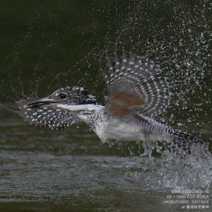 ヤマセミ メス 会津秘密基地 オオタケカメラ　水浴び