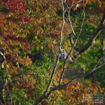 【10/15レポート】紅葉とヤマセミのコラボを狙って｜会津ヤマセミ基地
