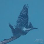 10/16レポート】朝霧の中、ヤマセミ飛来｜会津ヤマセミ基地