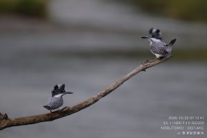 ヤマセミ 会津秘密基地 オオタケカメラ