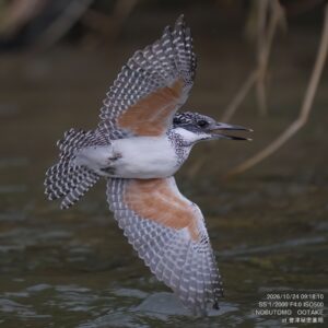 ヤマセミ 会津秘密基地 オオタケカメラ